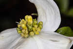 Flowering dogwood